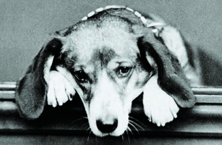 Brevoort's dog, Tschingel, reportedly climbed 66 summits in her lifetime and was elected as an honorary member of the Alpine Club in 1875. Tschingel was perhaps the first female member, as human women were not accepted into the Club until 1975. [Photo] Courtesy of the Alpine Club