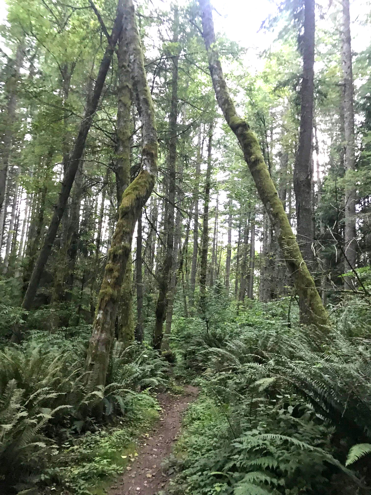 Following in the footsteps of the famous Cascade Range guidebook author Harvey Manning. [Photo] Katie Ives