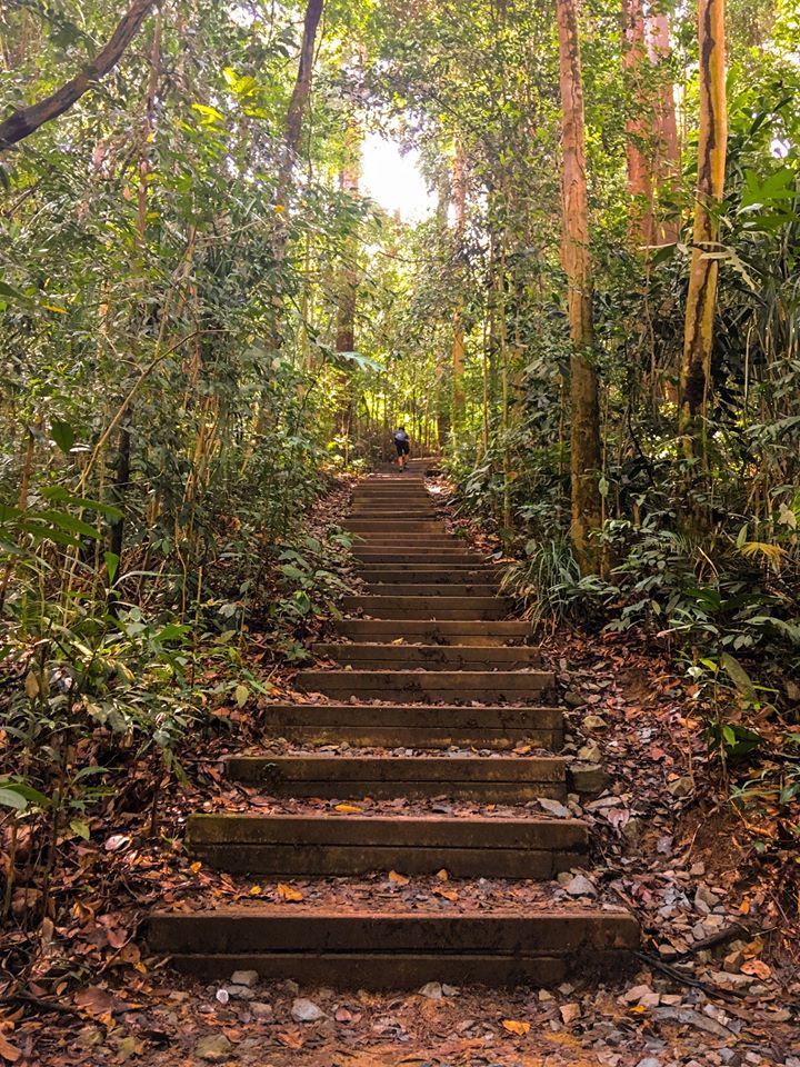 The steps of Bukit Timah Hill. [Photo] Lim Joel