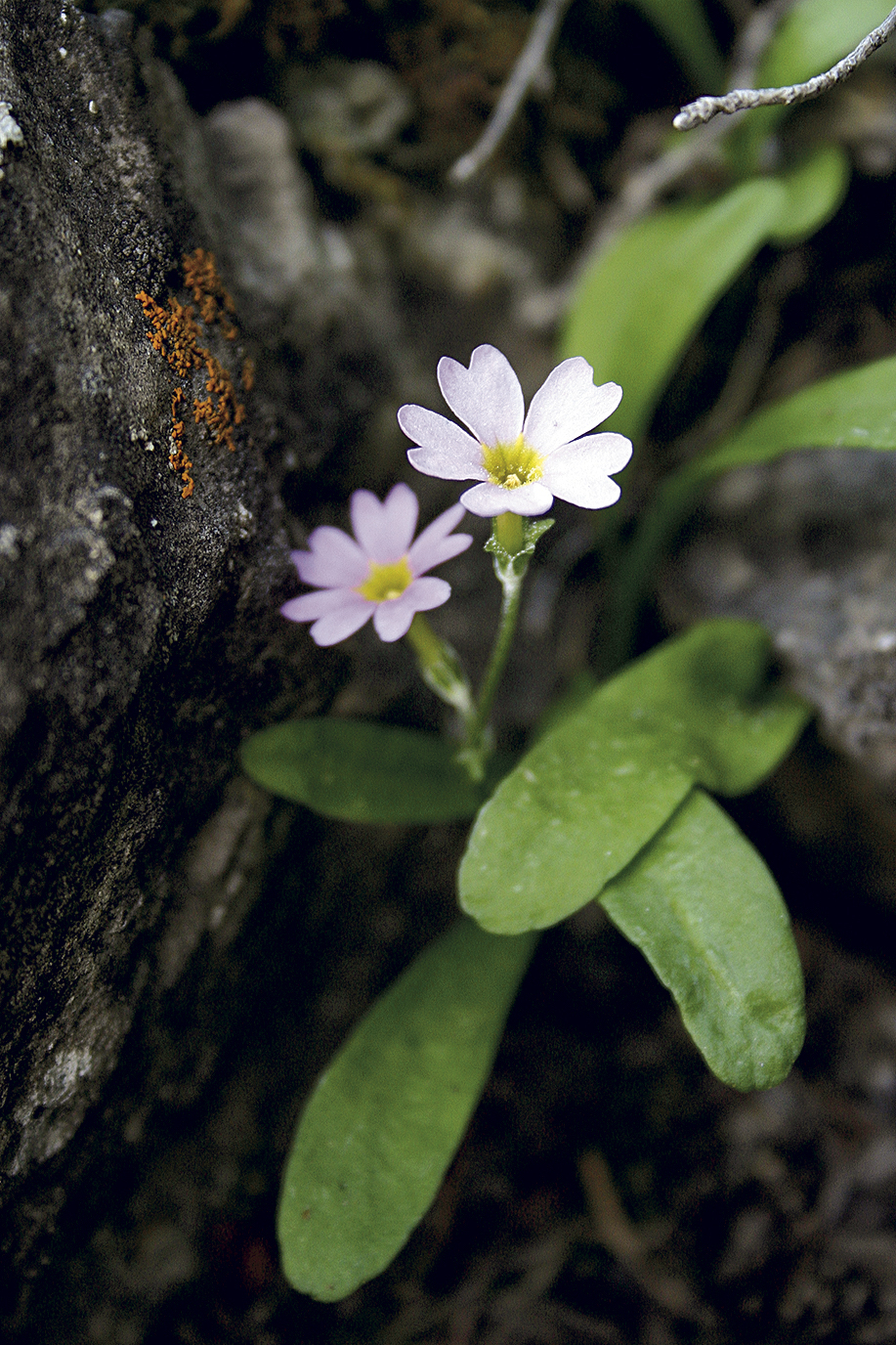 Maguire primrose, a threatened species in Logan Canyon, Utah. Guidebook author Casey Hyer says, If you go to a wall where the primrose is growing, you just admire it. It adds to the ambiance, he says. [Photo] Casey Hyer