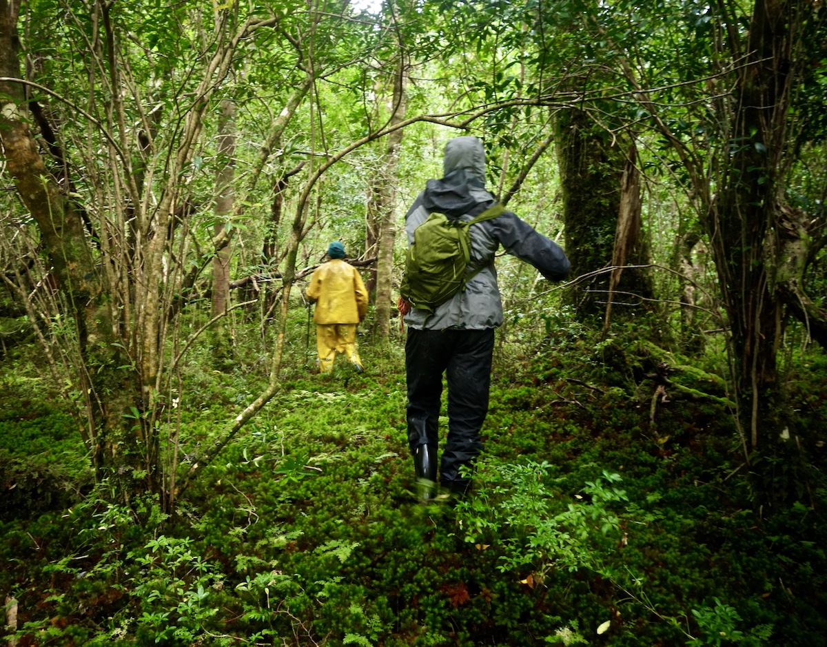 McCrea and Griffin make a path through the forest. [Photo] Whitney Clark