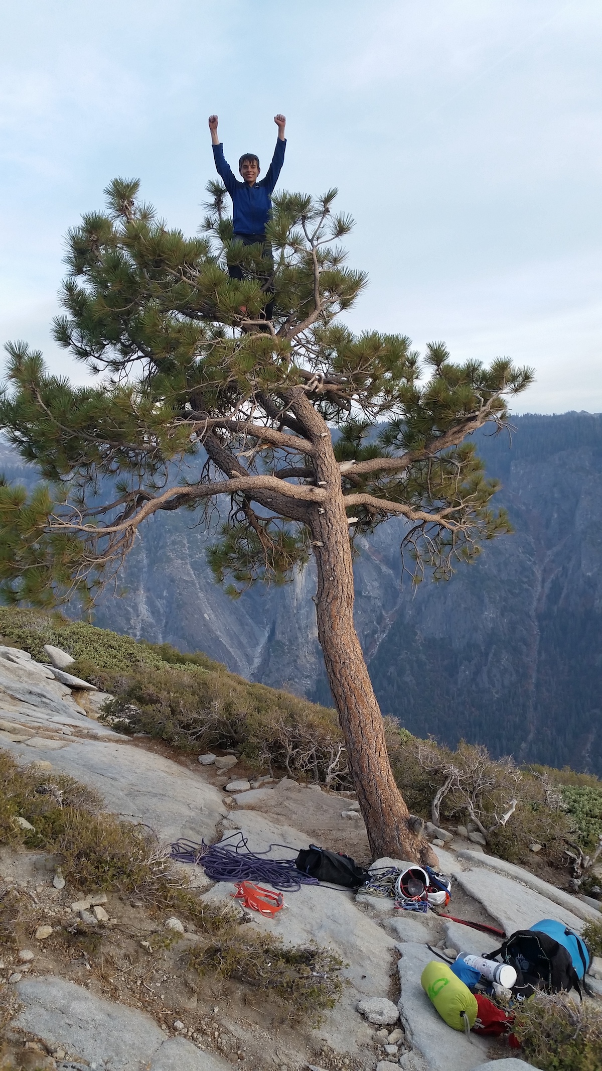 Herson celebrated by climbing to the top of the tree that marks the very end of the roped climbing on the Nose. [Photo] Jim Herson