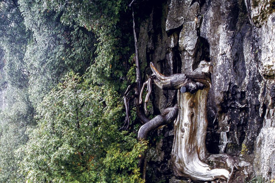 One of the oldest eastern white cedars on the cliffs of the Niagara Escarpment. This tree germinated in the year 1134, making it 883 years old today. Climbers likely trimmed the branches on its northern side to make way for a climbing route in 1992. At the time of the photograph, two living branches on the south side of the tree were keeping it alive, though scientists haven't been back to survey whether it survives today. [Photo] Peter Kelly