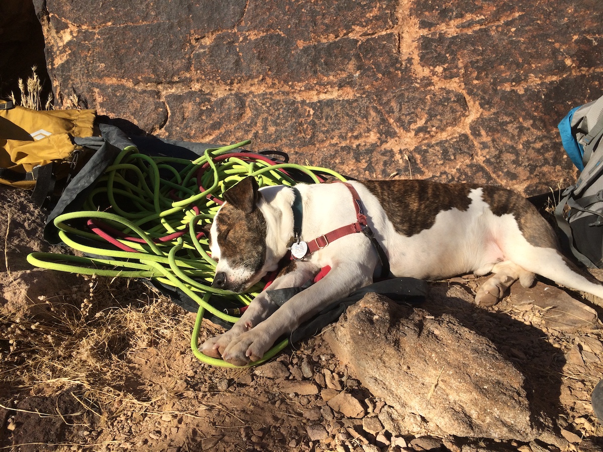 Bodhi the Dog finds the Trango Agility to handle well. [Photo] Mike Lewis