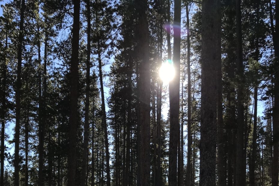 Lodgepole pines in the Medicine Bow National Forest in the Snow Range, Wyoming. [Photo] Katherine Indermaur